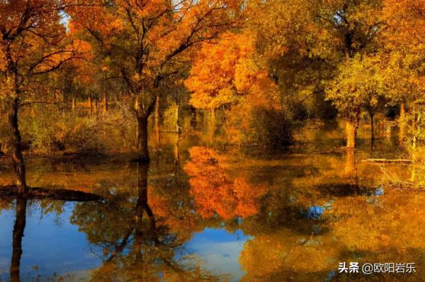 國內這6個地方的胡楊林，美得無法無天！此生一定要去看一次