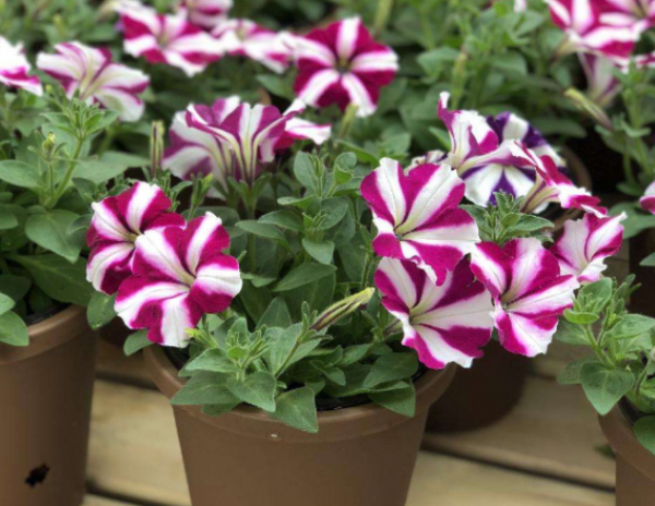 這4種花不易生病好養活，開花就爆盆，園藝新人小白入手不吃虧