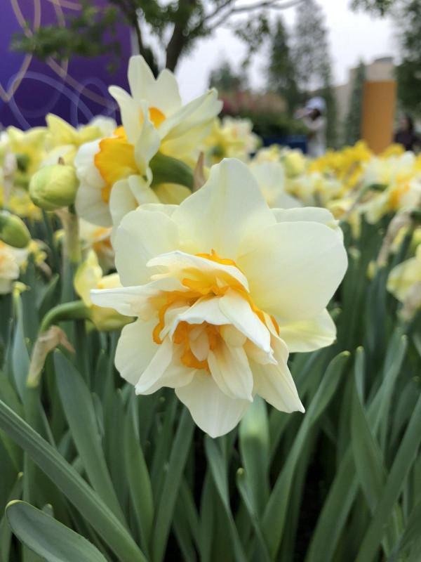 冬天去花市，這4盆適合“剁手”的植物，帶回家有“好兆頭”