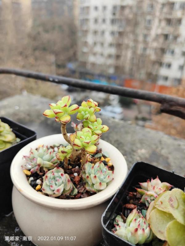 多變的天氣，我們來欣賞下醜肉和凍傷肉