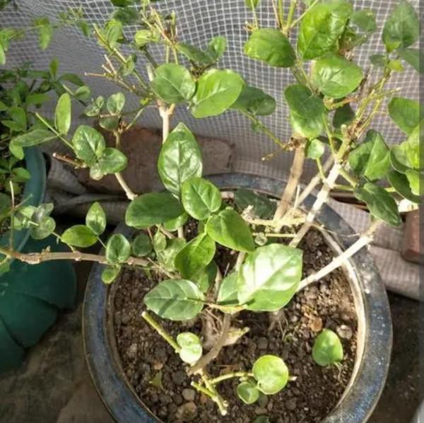 茉莉冬天怎麼養？做好4件事，來年花枝長得多