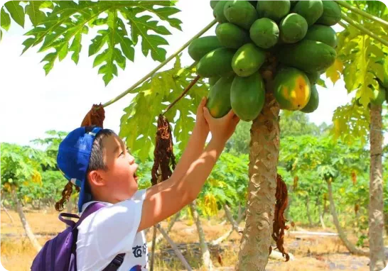 國慶去哪玩?廣東首個以萌貓為主題的景區,度假!擼貓!好開心 國慶去哪玩?廣東首個以萌貓為主題的景區,度假!擼貓!好開心
