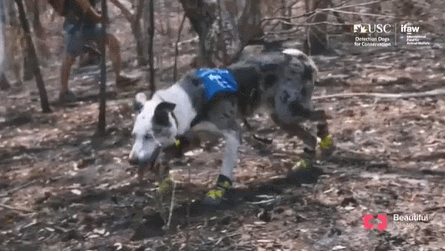 從被遺棄到當英雄，澳洲這隻狗狗，在大火中救下100多隻考拉