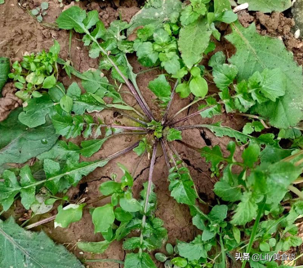 春天飲食要&OpenCurlyDoubleQuote;少酸多甘&rdquo;，6種美食記得吃，應季而食，安康迎春天