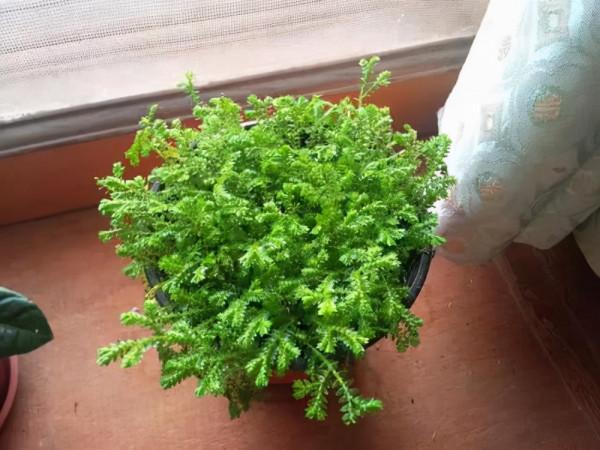 這種草是蕨類植物，能給蘭花鋪面，好看好養益處多，比苔蘚還好用