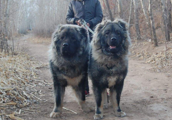 網友：這幾種狗，白送也不敢養，實在太能吃了