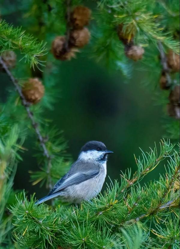 層林盡染的黃崗梁,許你一個秋天的童話 層林盡染的黃崗梁,許你一個秋天的童話