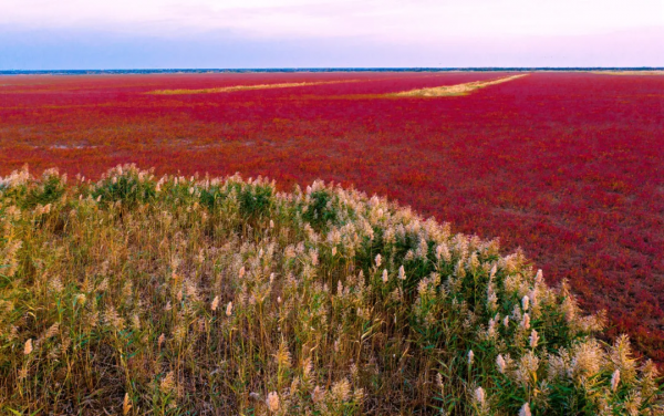 深秋，這裡是條子泥