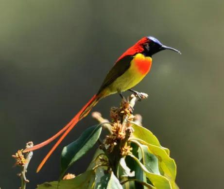 分享圖片,色彩斑斕,美麗無比的太陽鳥 分享圖片,色彩斑斕,美麗無比的太陽鳥