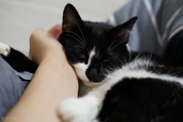 怎樣處理好貓咪脫落的毛呢? 怎樣處理好貓咪脫落的毛呢?