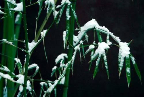 白居易半夜被凍醒後，發現下大雪，寫下一首詩