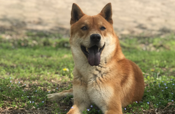 這6種狗狗，擁有相同特點，忠心、服從、霸氣