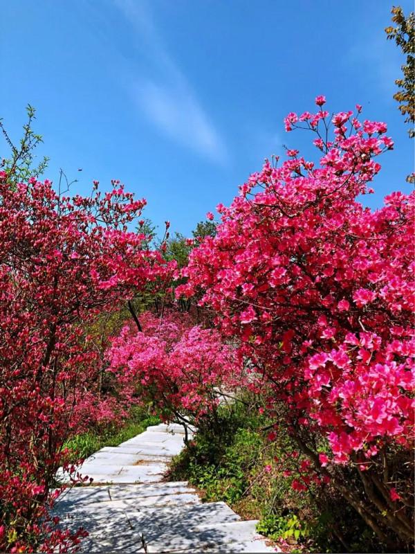 英山天馬寨杜鵑花海
