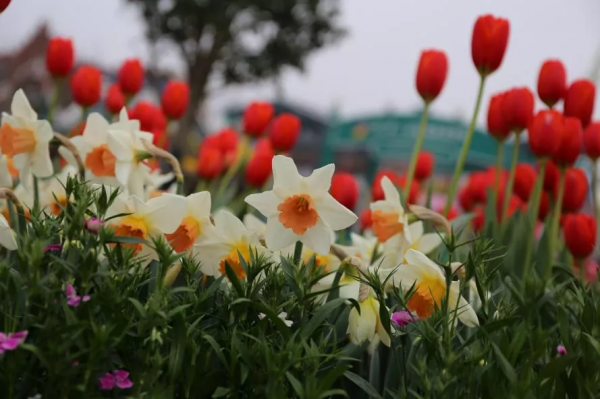 想要春日花園更多彩，不能少了它們