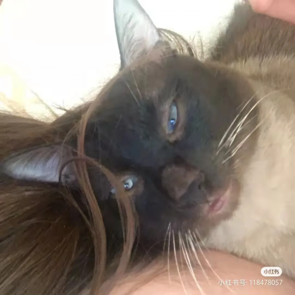 “下輩子,我再也不養暹羅貓了!” “下輩子,我再也不養暹羅貓了!”