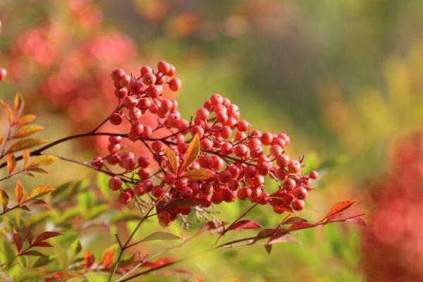 馬龍:五彩斑斕的冬天顏色 馬龍:五彩斑斕的冬天顏色