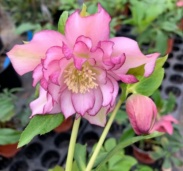 6種“漂亮花”,天生不怕“冷”,現在養錯不了 6種“漂亮花”,天生不怕“冷”,現在養錯不了