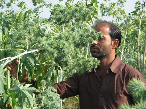 兒時隨處可見的蓖麻,中國年需求40萬噸,還被美國列為戰略物資? 兒時隨處可見的蓖麻,中國年需求40萬噸,還被美國列為戰略物資?