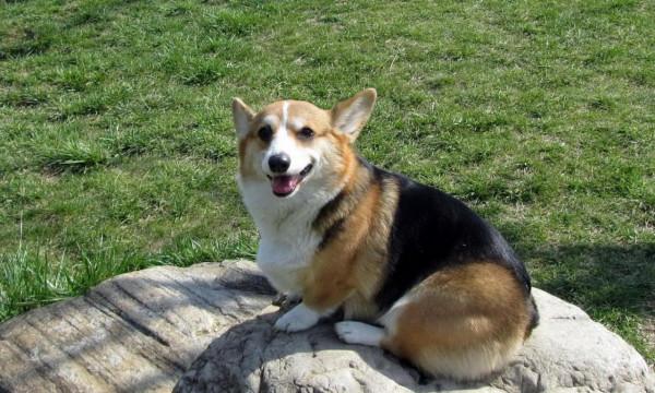 狗真的能聽懂人話！科學家研究表明，一隻狗最多懂1000個單詞