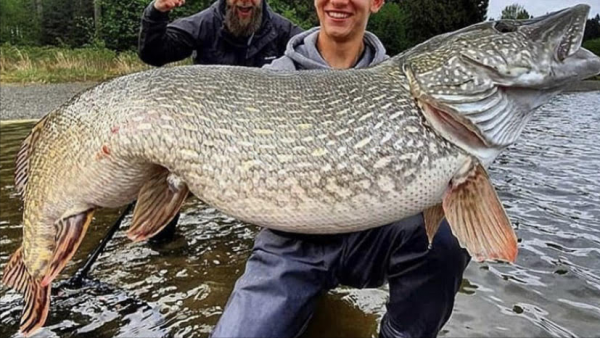 甩一萬杆，才能釣到一條的魚，卡在樹上，被鳥當窩了
