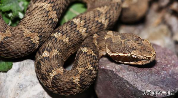 短尾蝮：中國十大毒蛇之一，平平無奇的“土蛇”，咬傷率卻是最高