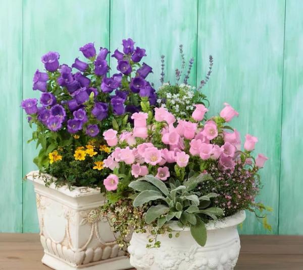 5種漂亮“仙女花”，個個都是顏值擔當，看到都想養