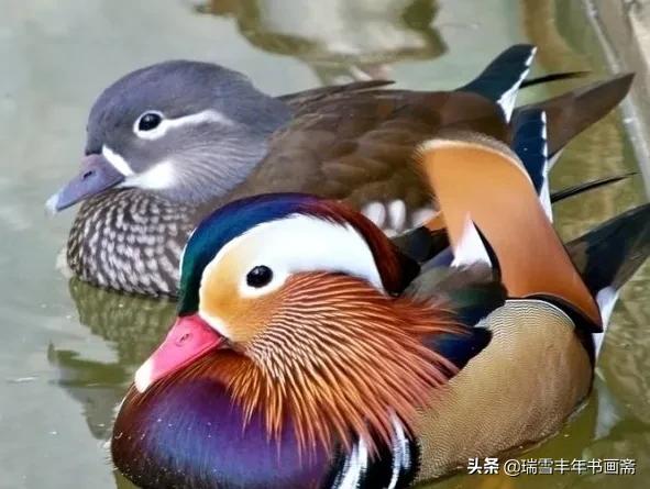 鴛鴦出雙入對惹人羨慕啊