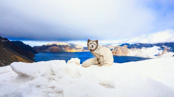 如何給古生物畫上正確的顏色 如何給古生物畫上正確的顏色