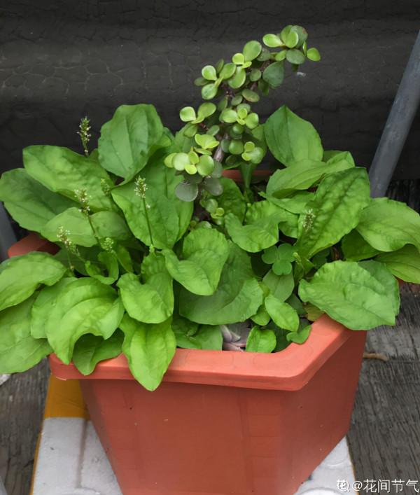 農村常見的花，城裡很少見到，認識的人越來越少