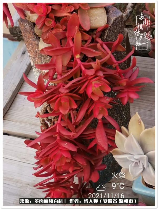 因多肉遇見滿滿的愛和美好，有多肉相伴，歲月生香