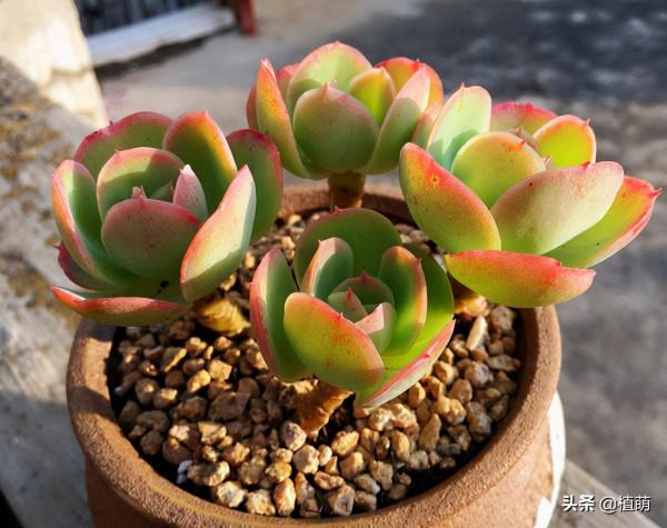 養碧桃,就要持續露養,才能收穫碧桃帶來的驚喜 養碧桃,就要持續露養,才能收穫碧桃帶來的驚喜