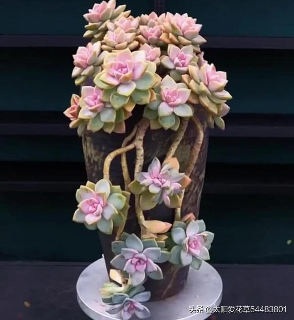 多肉紫霧怎麼養殖?掌握5點,出狀態粉嫩粉嫩的,太漂亮了 多肉紫霧怎麼養殖?掌握5點,出狀態粉嫩粉嫩的,太漂亮了