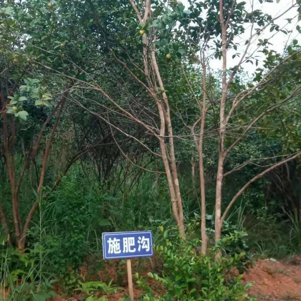 為啥有些農民不看重油茶樹了呢？