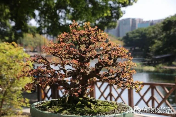 玩盆景,只是玩玩嗎? 玩盆景,只是玩玩嗎?