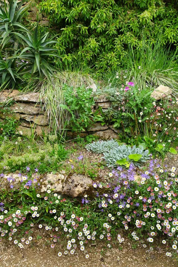 墨西哥飛蓬草,宿根花境裡高顏值、低維護植物 墨西哥飛蓬草,宿根花境裡高顏值、低維護植物