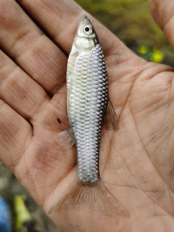 白馬湖南閘