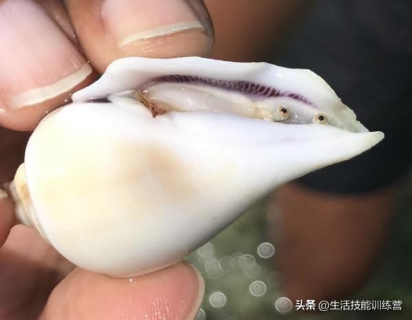 30張罕見的圖片可能會改變你的三觀