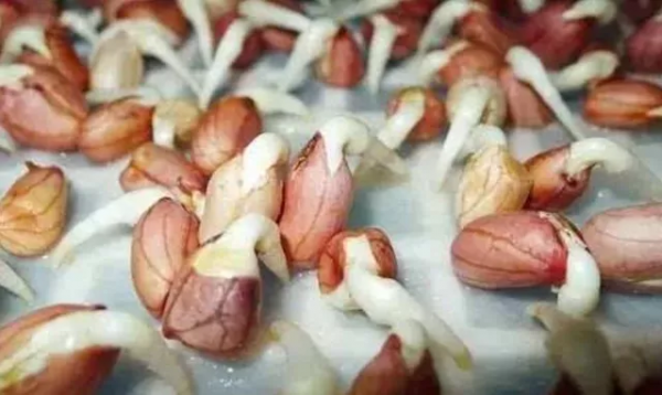 四種食物發芽後營養或會倍增，有你愛吃的嗎？