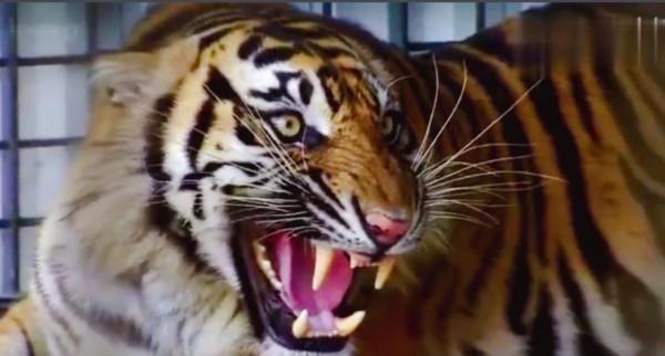 放1只東北虎和1只北極熊在一個鐵籠子裡，東北虎能活著出去嗎？