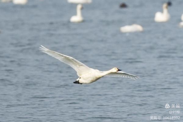 龍感湖的小天鵝 圖文/葉 樺