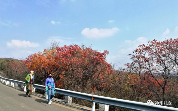 太行紅葉別樣紅