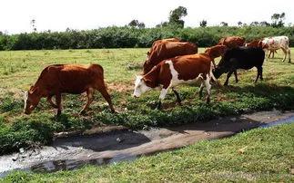 養牛遇到腐蹄病怎麼辦？我來告訴你