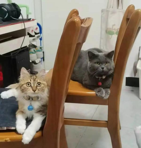 養兩隻性格完全不同的小貓咪，是怎樣的一種體驗？