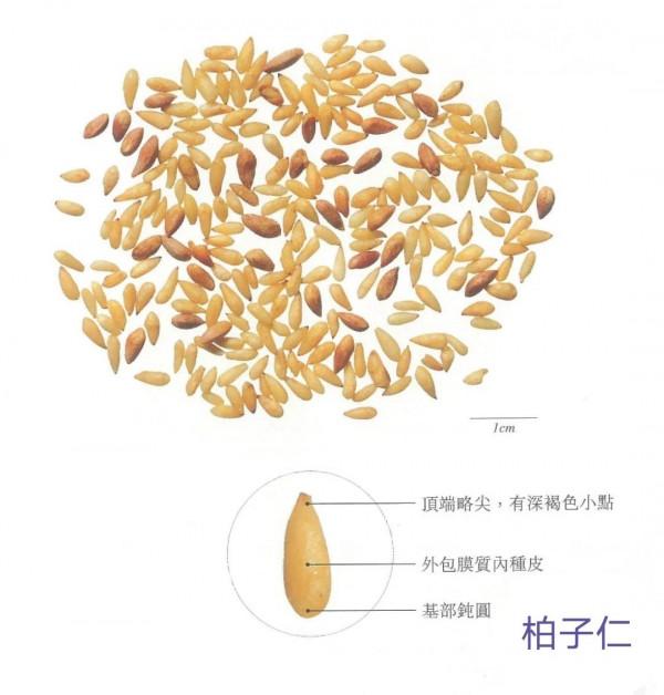 中藥古今研究：柏子仁