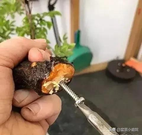 老枝扦插迅速獲取成品盆景的秘密