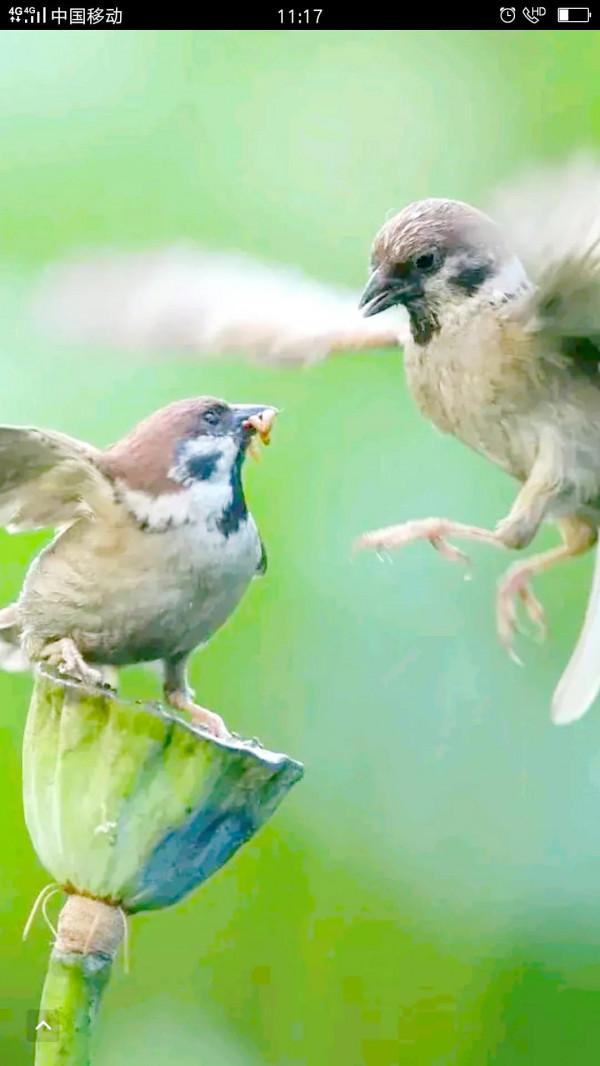 麻雀也是三級寶