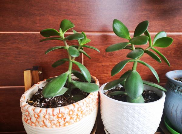 適合新手養的2種盆栽，挺拔秀麗花色美，容易養活很優良