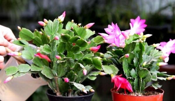 家裡養4種花,秋天給它“剪一剪”,花苞長更多 家裡養4種花,秋天給它“剪一剪”,花苞長更多