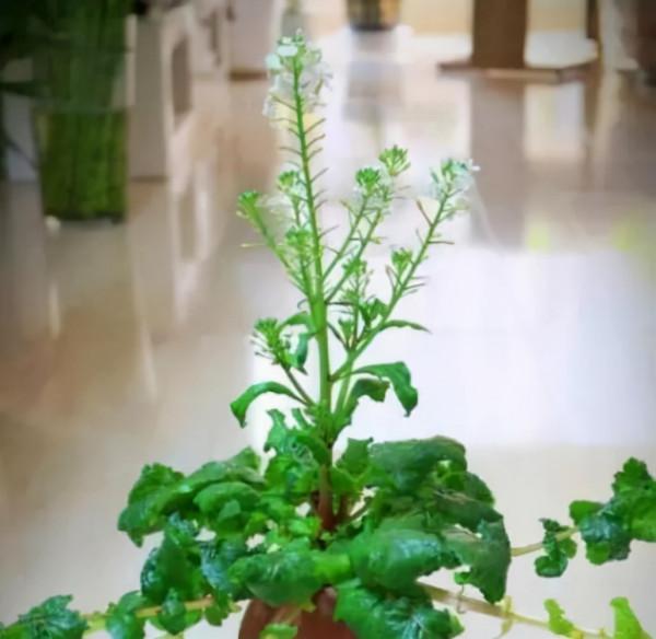 這種菜吃完“頭”不要扔,學我這麼養,10天成盆栽,好看又好吃 這種菜吃完“頭”不要扔,學我這麼養,10天成盆栽,好看又好吃