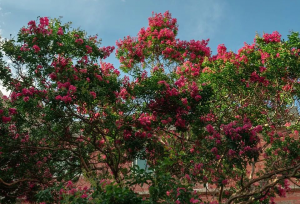 適合庭院種的“四大名貴樹”，經典美麗寓意好，寓意深遠價值高